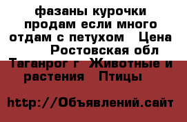 фазаны курочки продам если много отдам с петухом › Цена ­ 600 - Ростовская обл., Таганрог г. Животные и растения » Птицы   